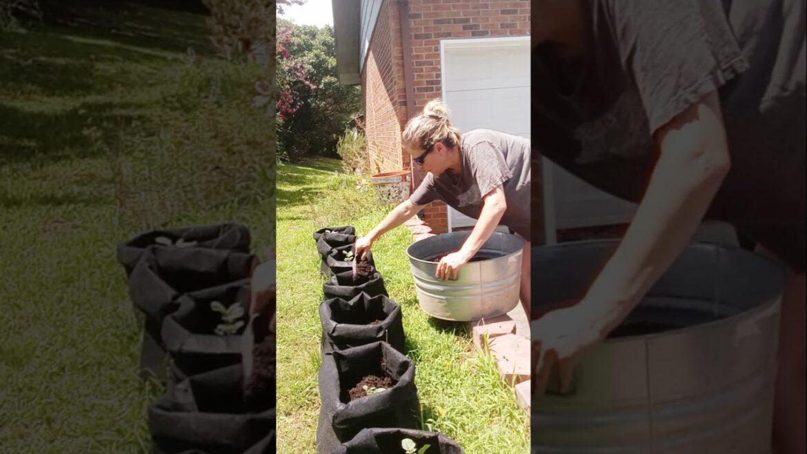 container garden #gardening