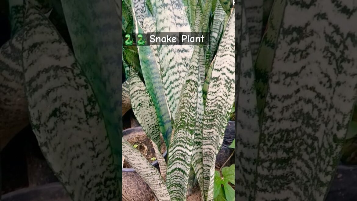 Snake plants ||#shorts #gardening #youtubshorts #asmr #@Savitagardening123