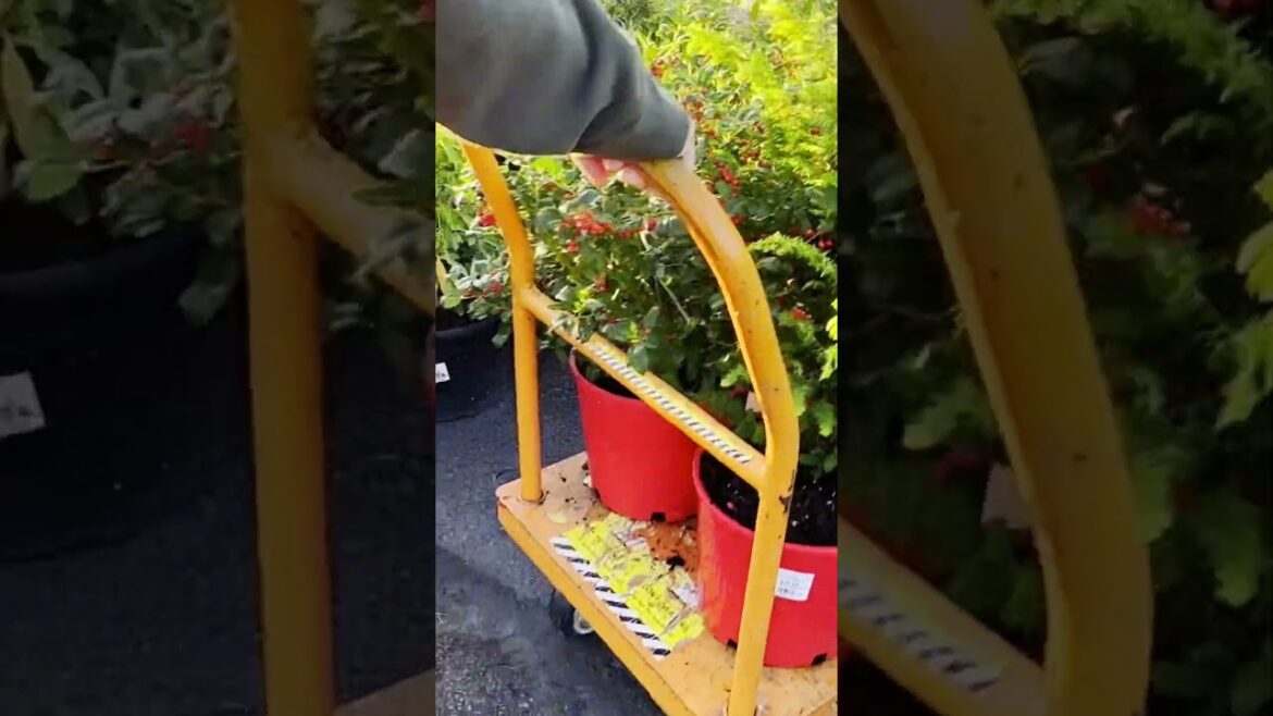 Cloudy Morning Stroll Through the Nursery Garden