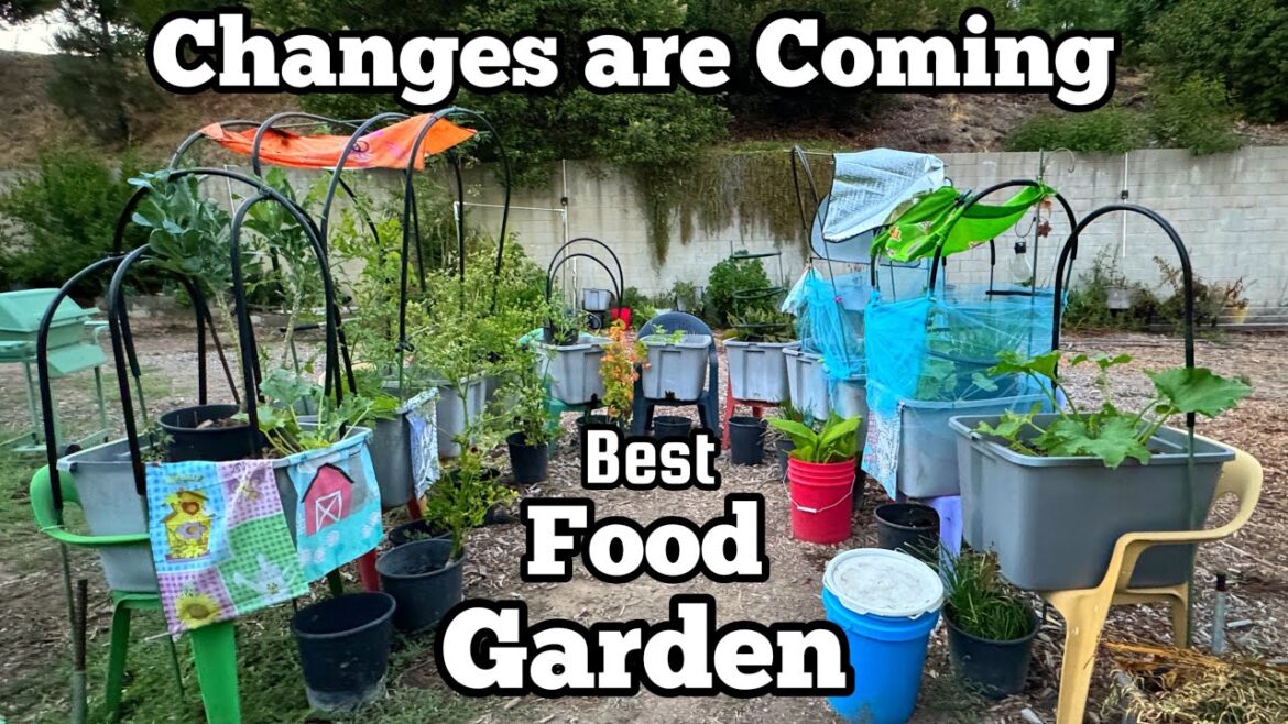 Raised Bed Container Garden has to GO! Changing to Make Vegetable Gardening Easier & Better to Grow