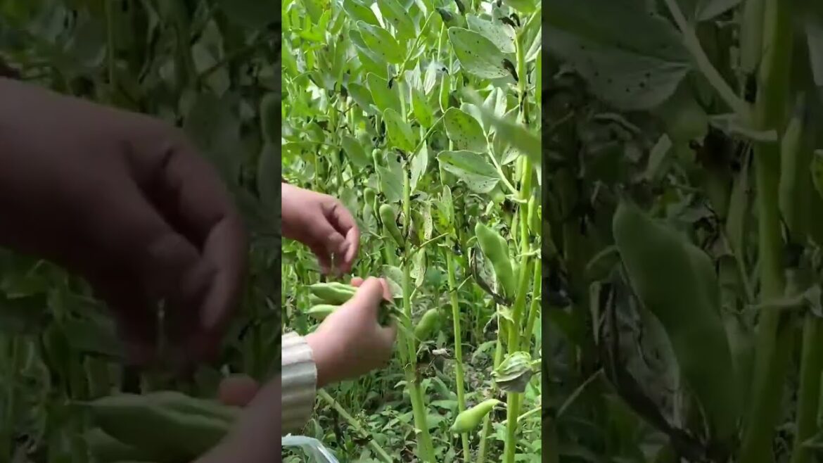 3383 🌼🌳🥦🍑🧄 #harvest #CountryLove #landscape #ig #farmer