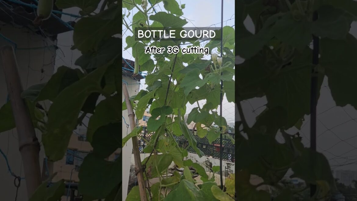Bottle Gourd ☘️ #shorts#terracegardning #greenery#garden#terracegarden #gardendesign#shortsfeed Bottle Gourd ☘️ #shorts#terracegardning #greenery#garden#terracegarden #gardendesign#shortsfeed