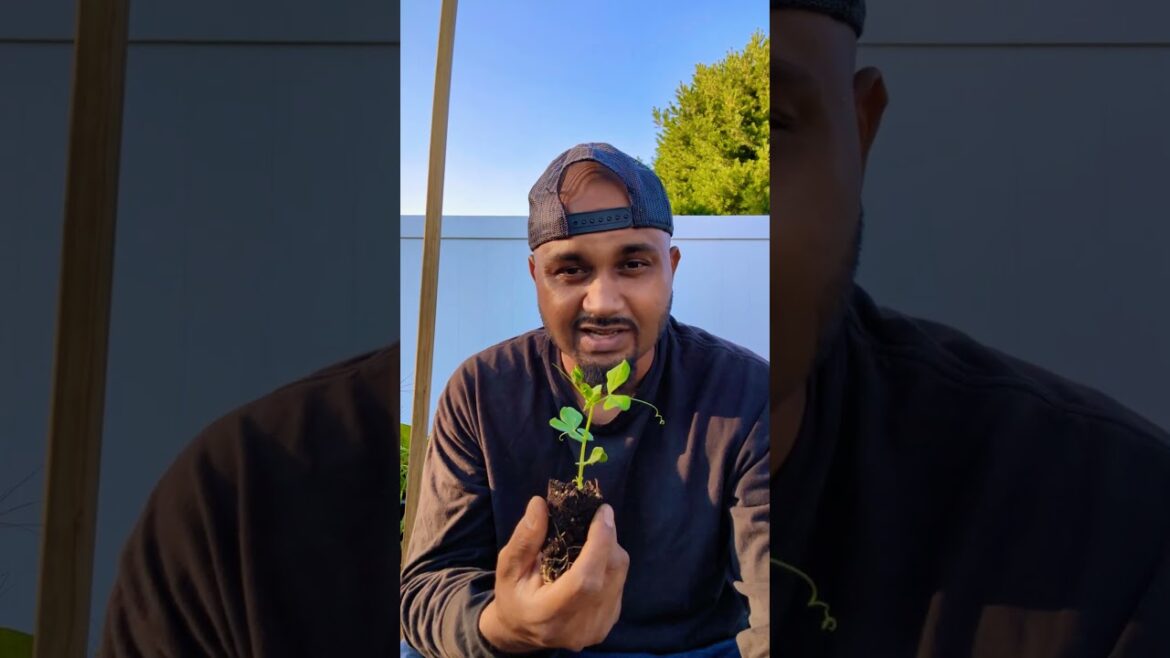 Why I Love Gardening In Fall  🍁🍂🍃#newyork #longisland #fall