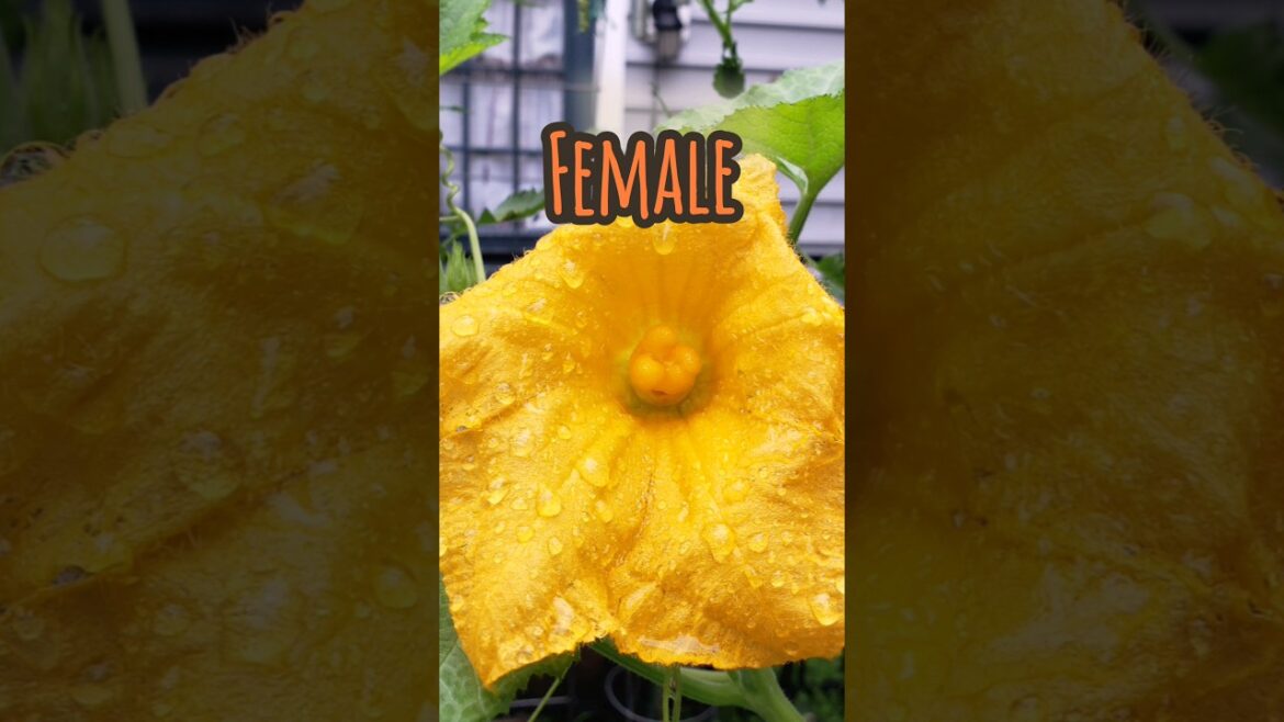 Hand Pollinating Squash #gardenshorts #gardening #gardeningtips #shorts