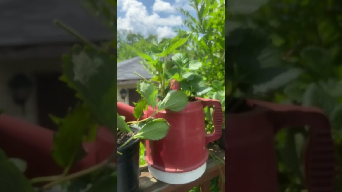 🥒🍅Epic Container Garden Ideas for Zone 5! #zone5 #gardening 🥒🍅Epic Container Garden Ideas for Zone 5! #zone5 #gardening