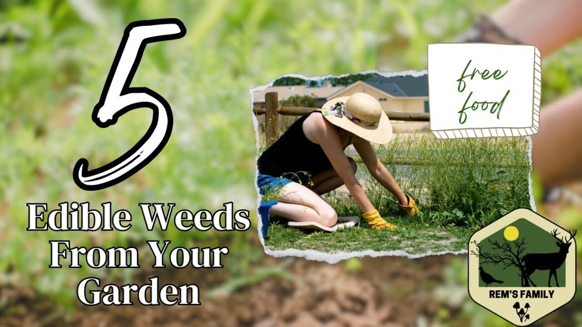 5 Edible Weeds From the Garden 5 Edible Weeds From the Garden