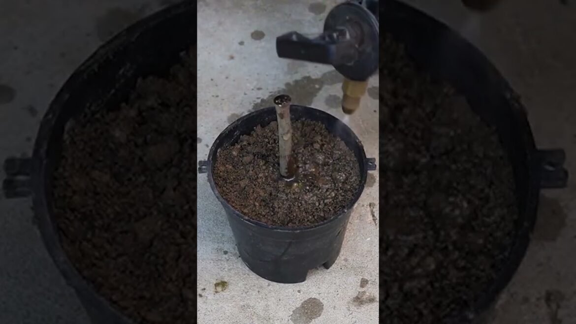 How to Grow Beautiful Kathal (Jackfruit) Vegetable Plants at Home: Gardening Guide#shorts How to Grow Beautiful Kathal (Jackfruit) Vegetable Plants at Home: Gardening Guide#shorts