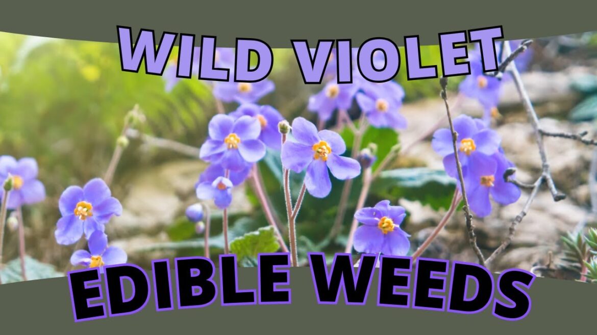 Edible Flower: Wild Violet - A Springtime Delight (Viola spp.)