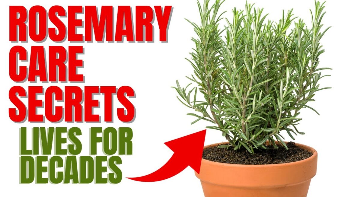 How To Grow A Rosemary Plant For Decades | 12 Secrets To Success How To Grow A Rosemary Plant For Decades | 12 Secrets To Success
