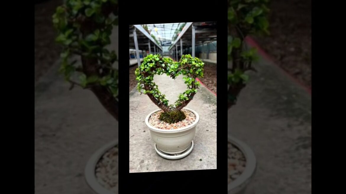 #jadeplantcare #gardening #jadeplant #gardeningtips #plants #vastusatratips #flowers #youtubeshorts