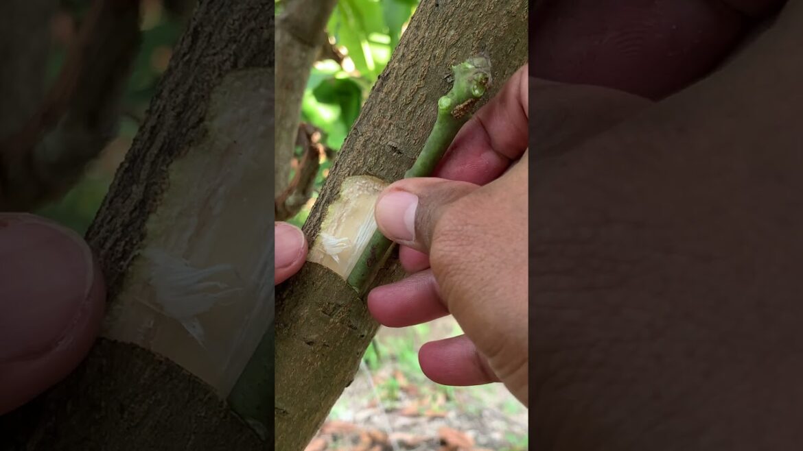 garden ideas for grafting mango at home #garden #growguavatree #plantgrafting #gardening #grafting