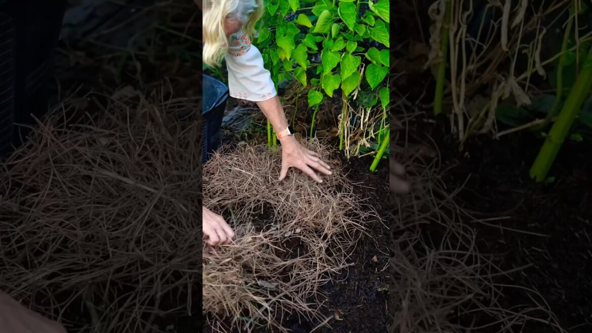 Mulching Your Garden with Pine Needles - Is it a Good Idea?