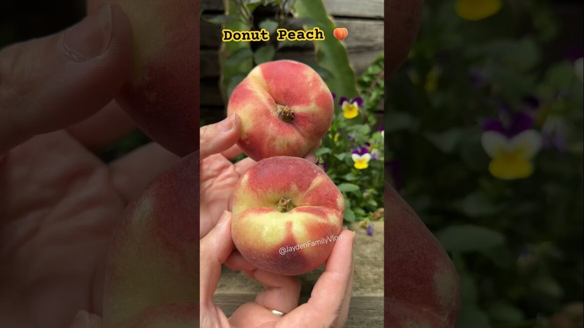 Flat Donut Peach π©ππ± #shorts #satisfying #fruit #fruitcutting #peach Flat Donut Peach π©ππ± #shorts #satisfying #fruit #fruitcutting #peach