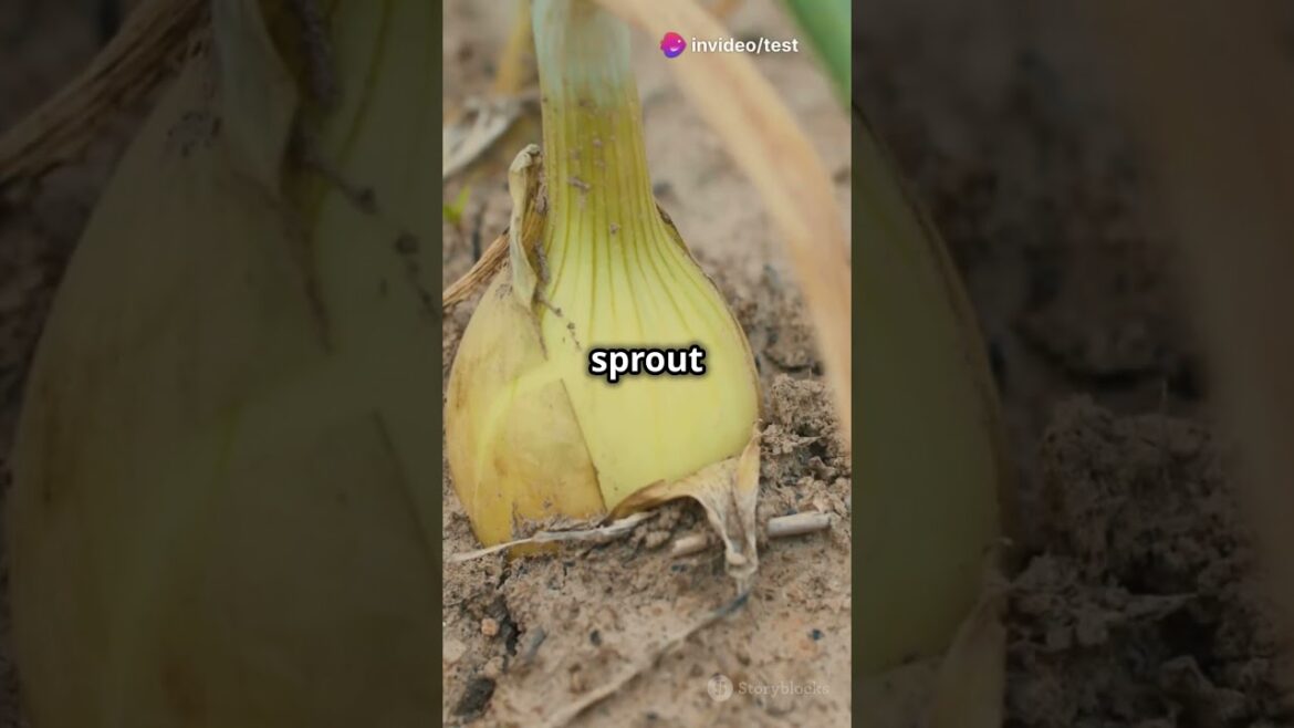 Grow Onions with FRUITS?! Easy Gardening Hack You NEED to Try! Grow Onions with FRUITS?! Easy Gardening Hack You NEED to Try!