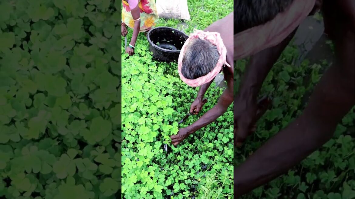 Met New Farmers Harvesting Water Clover #shorts Met New Farmers Harvesting Water Clover #shorts