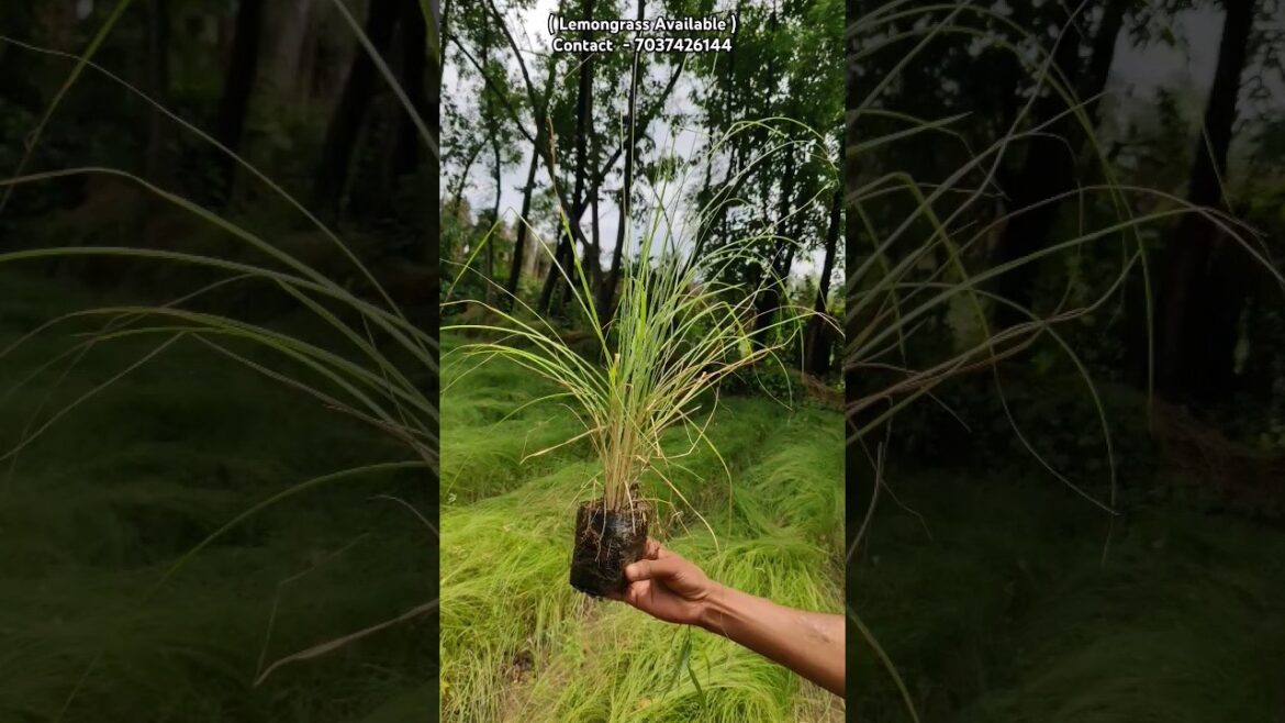 Lemongrass Available🌱😵 //Supply all india🇮🇳 // #plants #trending #gardening #viralvideo #shorts