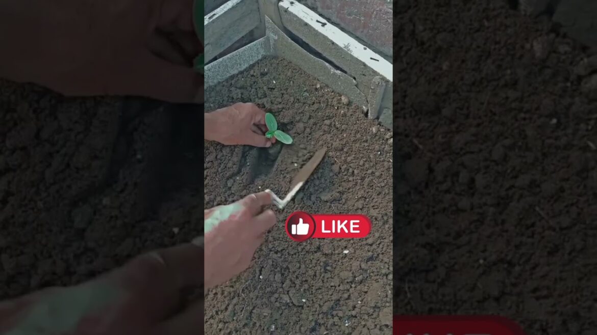 growing vegetables,vegetable gardening,fast growing vegetable,vegetable garden,#garden #viralshorts