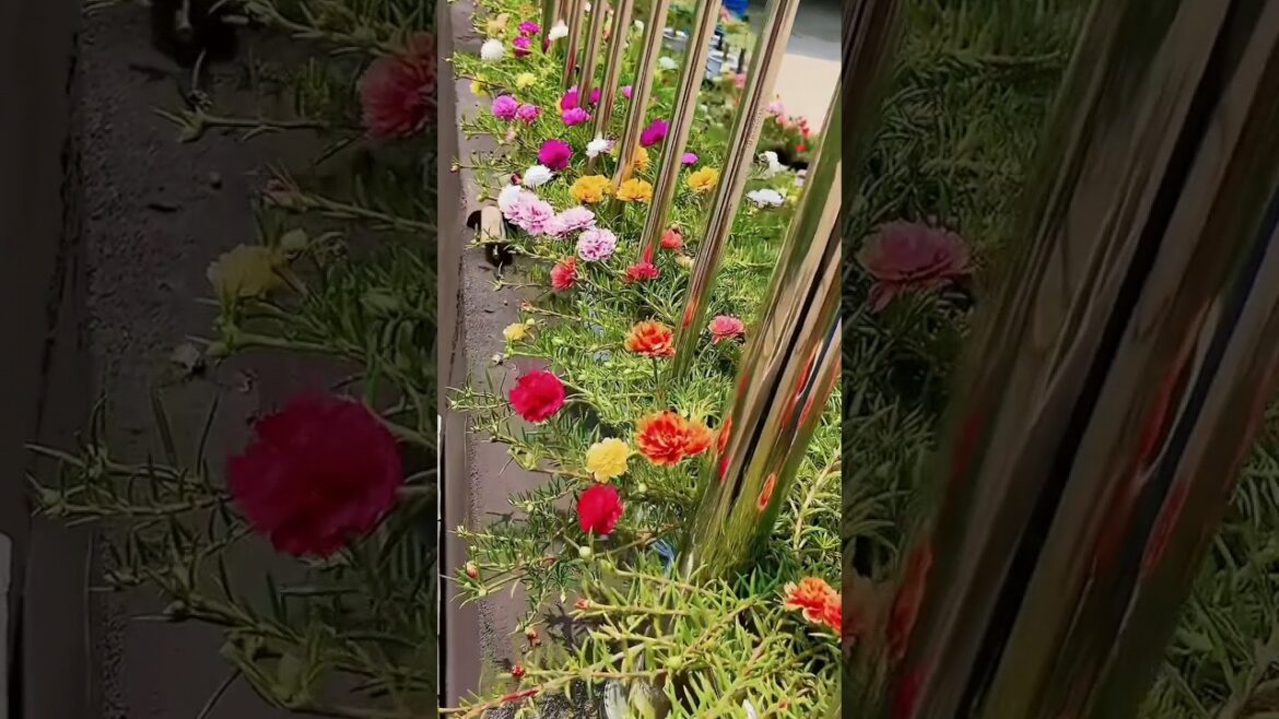 Unique flower gardening ideas at home, #flowers #gardening #shorts Unique flower gardening ideas at home, #flowers #gardening #shorts