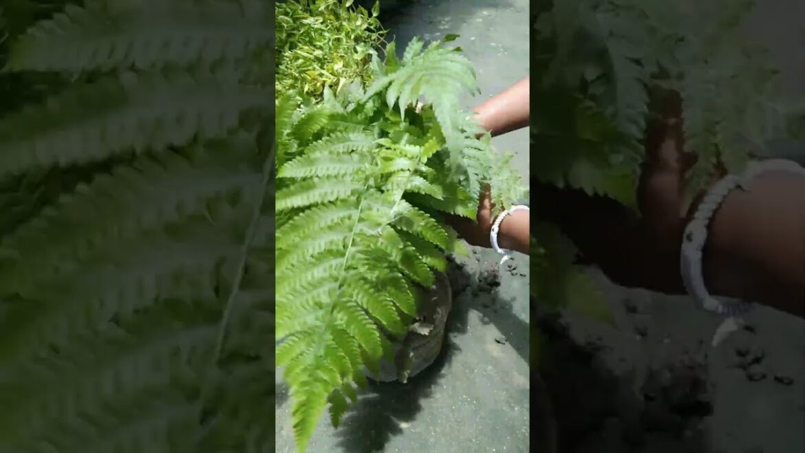 Fern Plant #plantlove #plants#garden #planting#trending#shorts #trending#shorts#viralvideo#fernplant