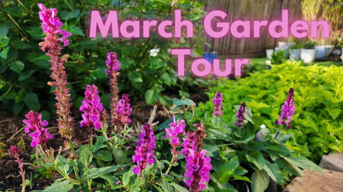 March 2024 Backyard Garden Tour | life is in the garden! | Texas Gulf Coast Zone 9b March 2024 Backyard Garden Tour | life is in the garden! | Texas Gulf Coast Zone 9b