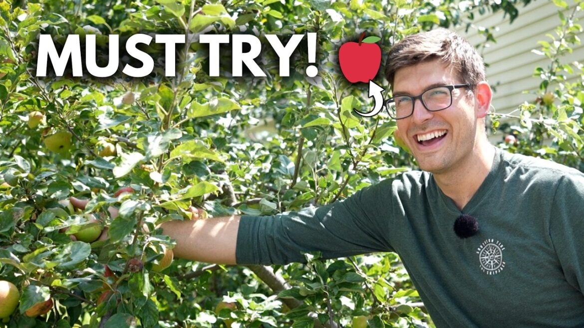 MIgardener: I Got SCHOOLED By A 3rd Generation Apple Farmer On Why My Apples Sucked! I Got SCHOOLED By A 3rd Generation Apple Farmer On Why My Apples Sucked!