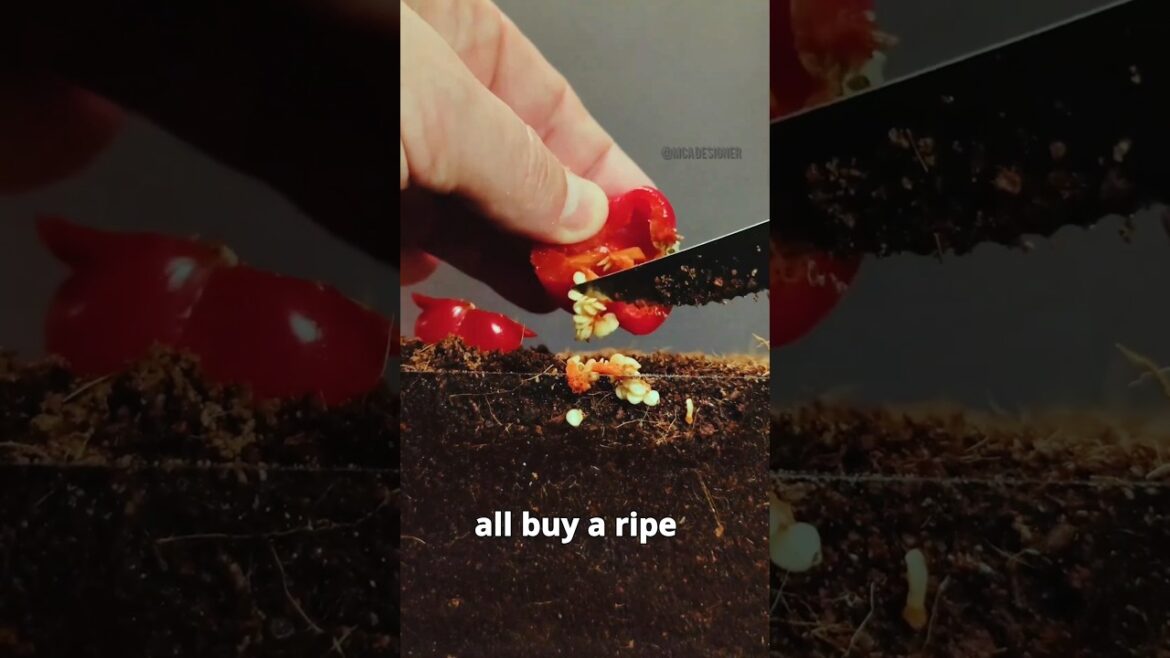 chilli making plans.#timelapse #timelapse tree #garden #shorts