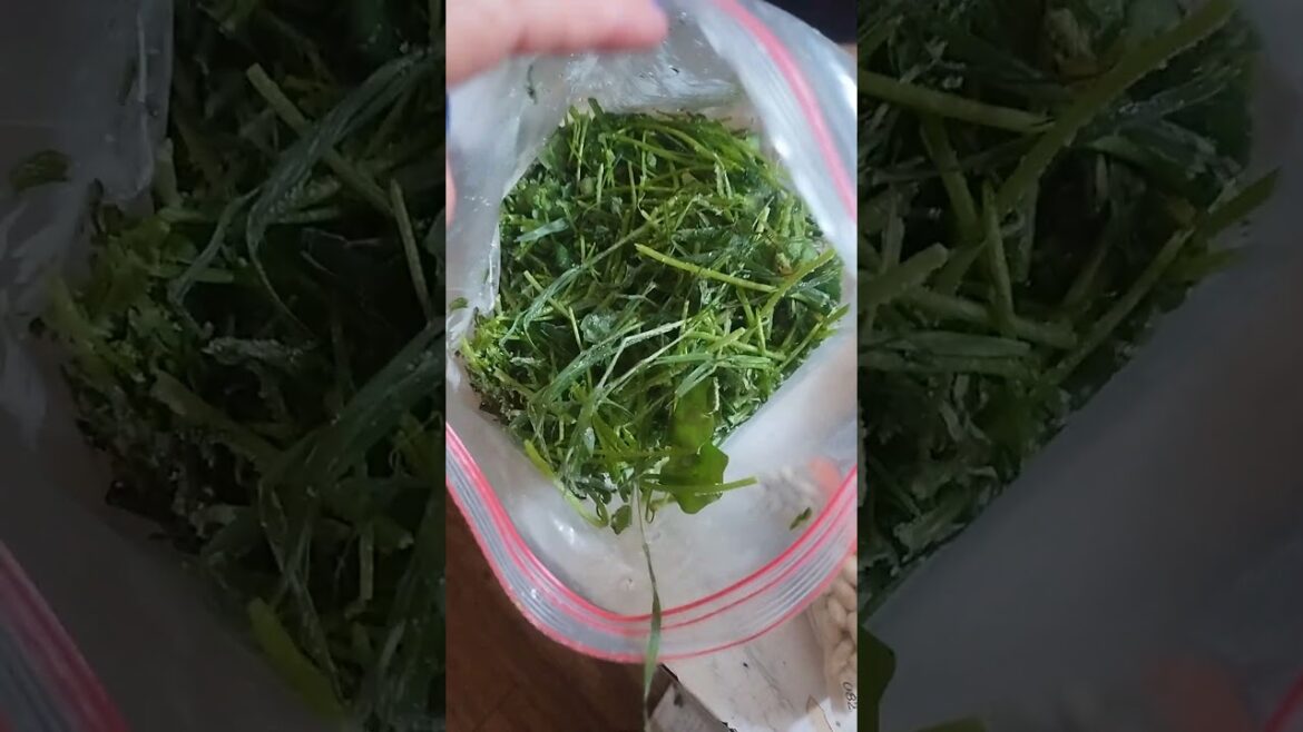 July 27, 2024 Minor's Lettuce frozen