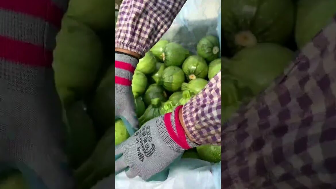 3384 🌽🥑🍎☘🍂 #naturephotography #eyes #justbe #fieldsofgold #villagelife