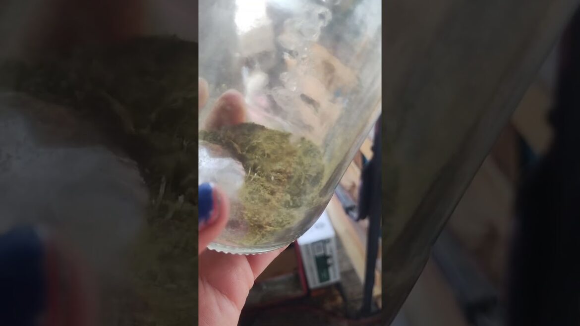 July 27, 2024 Minor's Lettuce dried and ground up