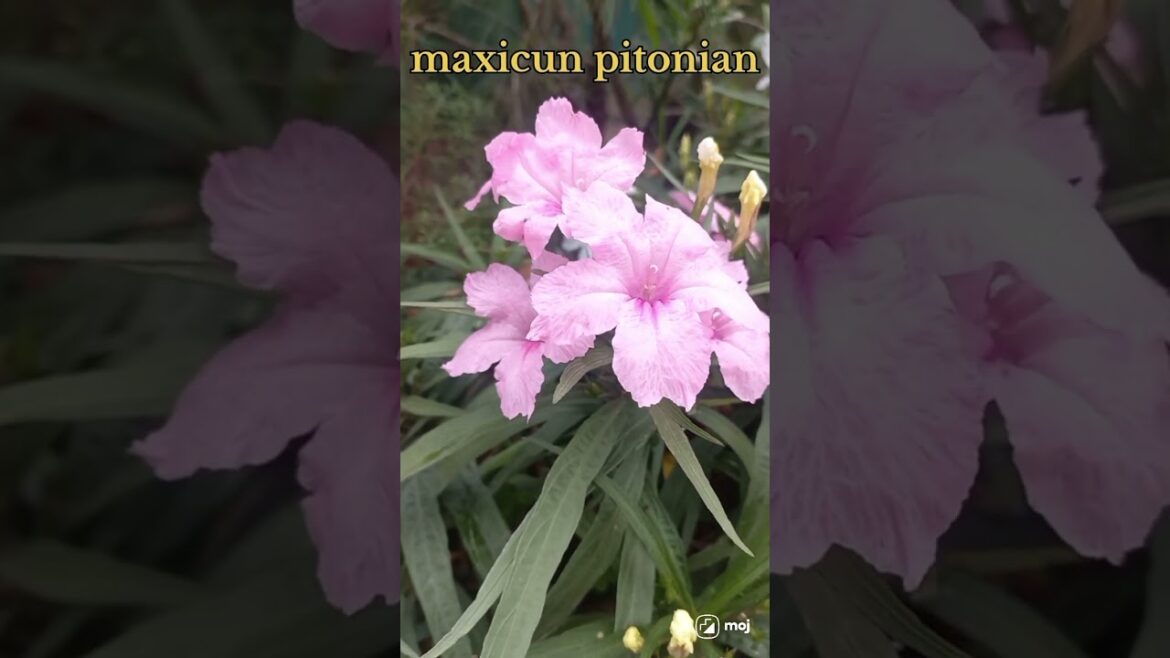 maxicun pitonian shorts video #shorts #short #garden