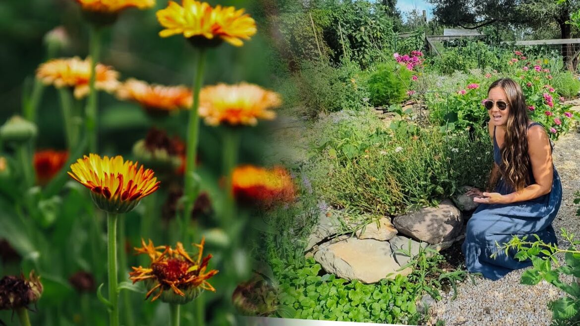 CALENDULA BENEFITS for the PERMACULTURE GARDEN // Companion planting, homesteading purposes