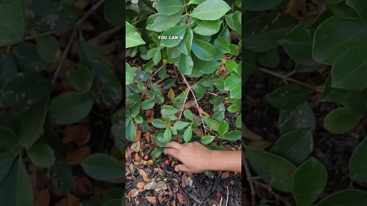 Harvesting Strawberry Guavas: Fresh Tropical Delights from Your Garden!