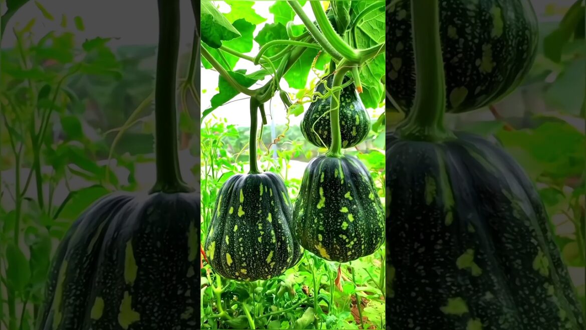 vegetable farming technique|farming tips  #farming #shorts #shortvideo #technology vegetable farming technique|farming tips  #farming #shorts #shortvideo #technology