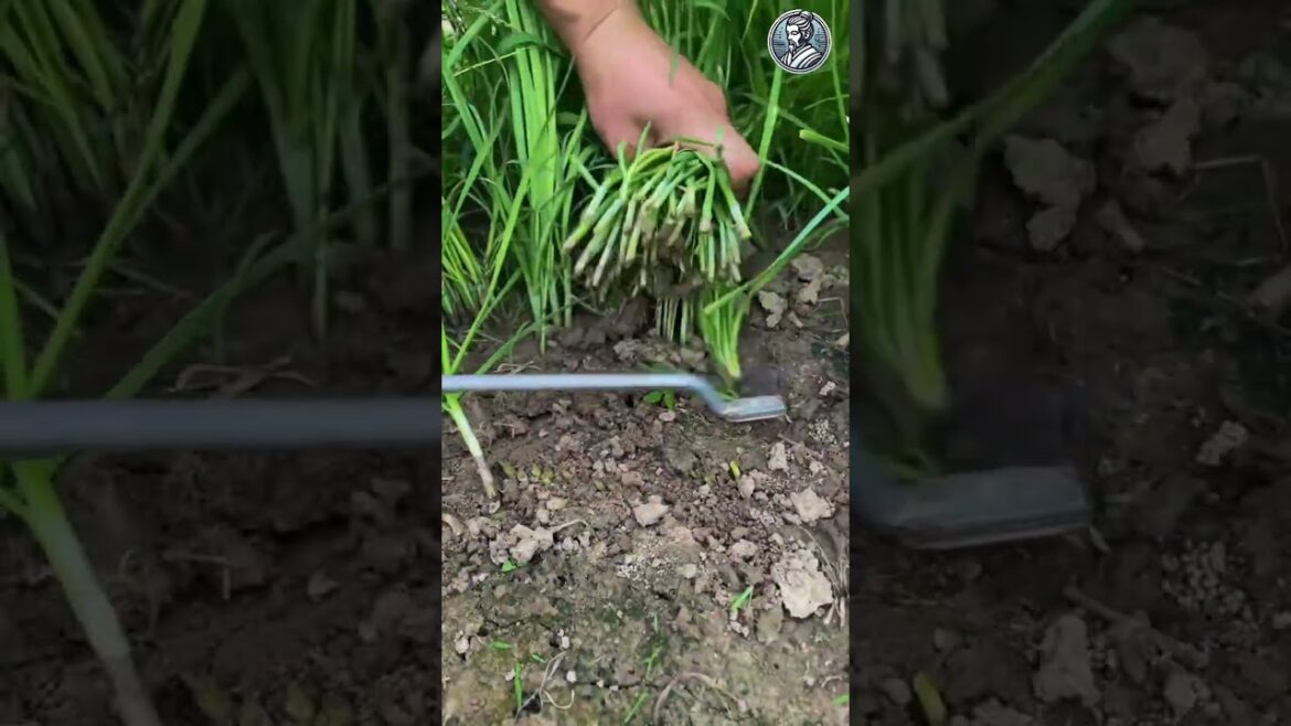 Vegetable Gardening  Tips for Growing Fresh Produce