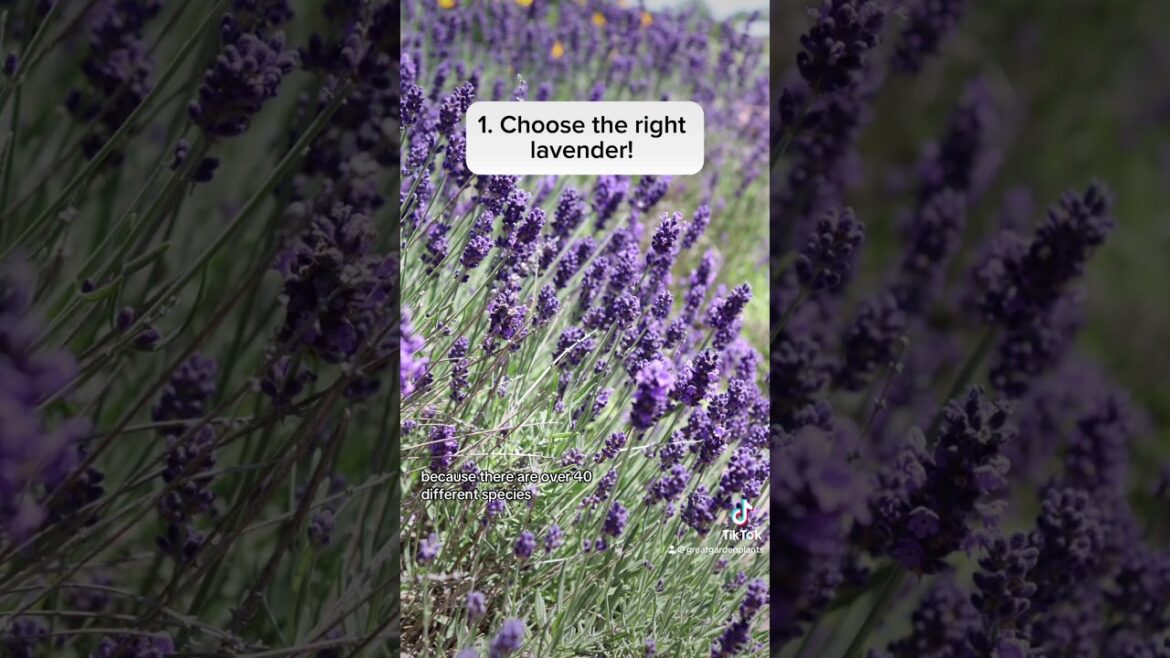 The Secret to Growing Lavender! #lavender #gardening #lavenderflower #gardener #gardentips The Secret to Growing Lavender! #lavender #gardening #lavenderflower #gardener #gardentips