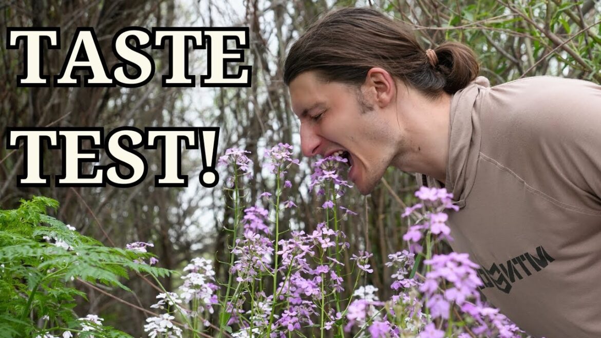 Did We Find Wild Butter Popcorn?