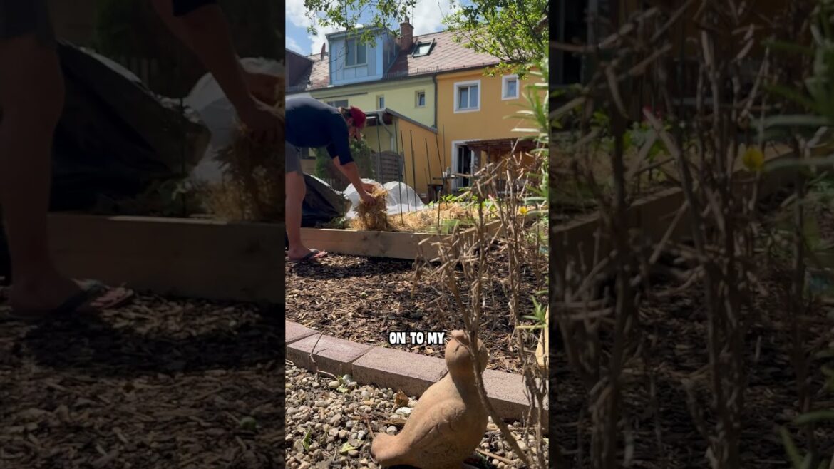Boost Your Veggie Garden: The Power of Mulching 🌱