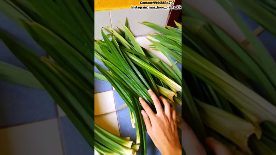 Packing an order with me..|Gardening Tips Tamil #gardening #shorts