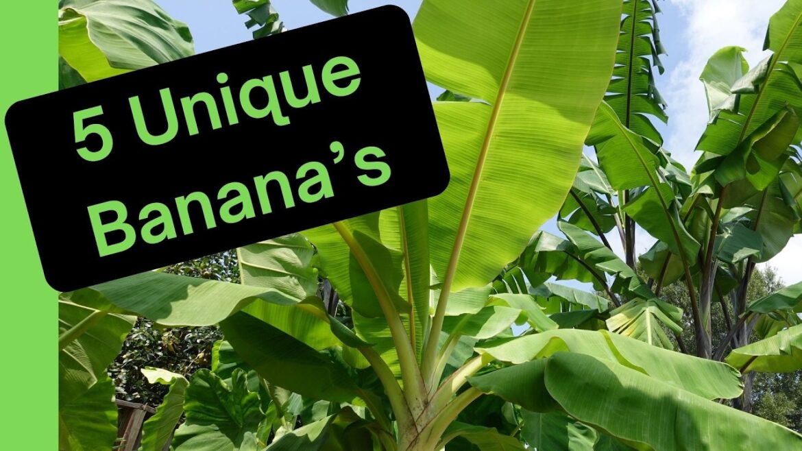 Backyard Jungle: A Banana Lover’s Paradise Backyard Jungle: A Banana Lover's Paradise