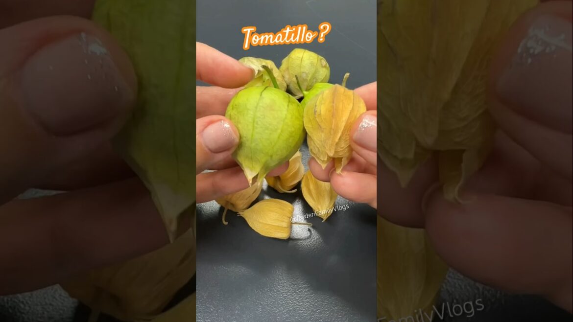 Tomatillo?? 😱😱#shorts #satisfying #fruitcutting #fruit #food #oddlysatisfying Tomatillo?? 😱😱#shorts #satisfying #fruitcutting #fruit #food #oddlysatisfying