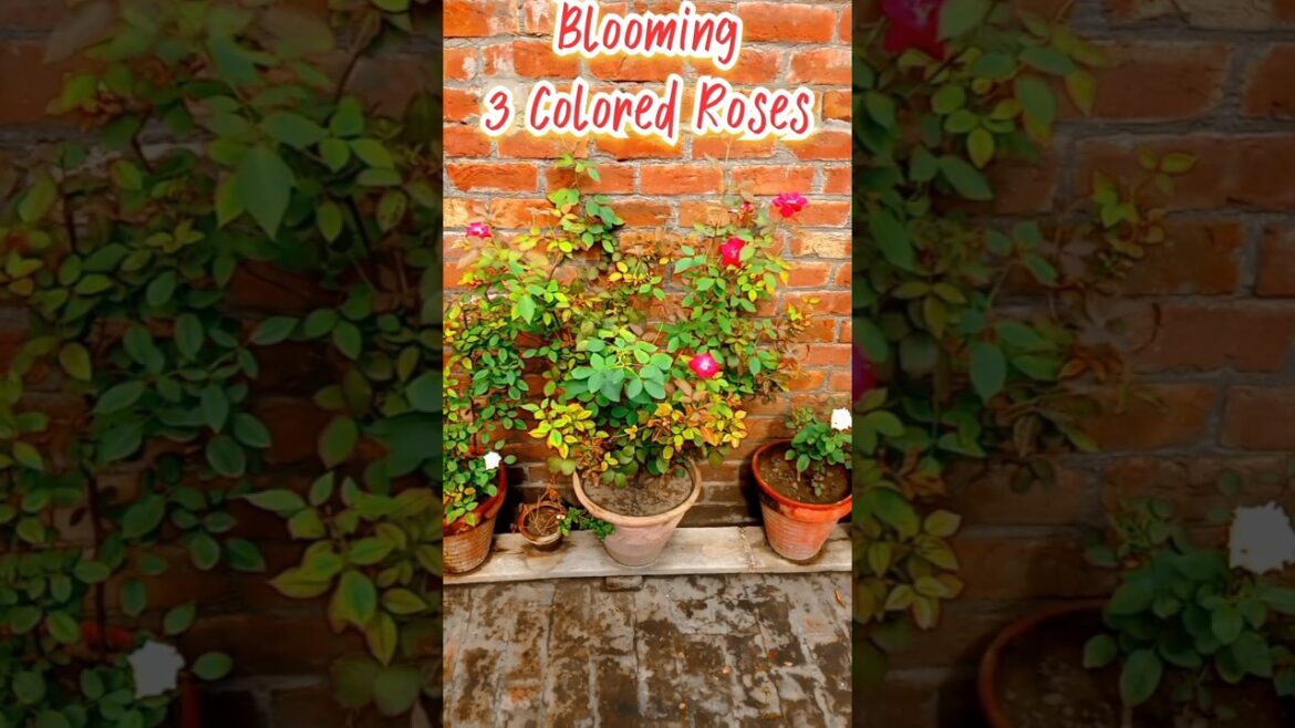 Blooming 3 Colors Roses in my Terrace Gardening Zone