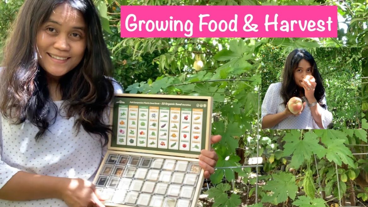 Growing Food with Lush & Dew Companion Plants Seed Bank #gardening #organicgardening Growing Food with Lush & Dew Companion Plants Seed Bank #gardening #organicgardening