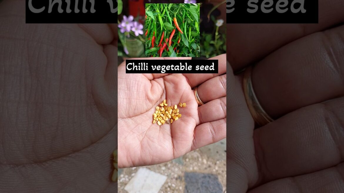 Online Chilli Vegetable Seed Kaisy lagaye #short#garden