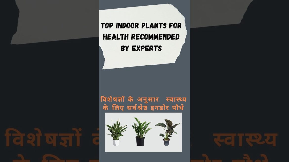 Top indoor plants #shortvideo #ytshorts #design #viralvideo #video @ARCHshadow360 Top indoor plants #shortvideo #ytshorts #design #viralvideo #video @ARCHshadow360