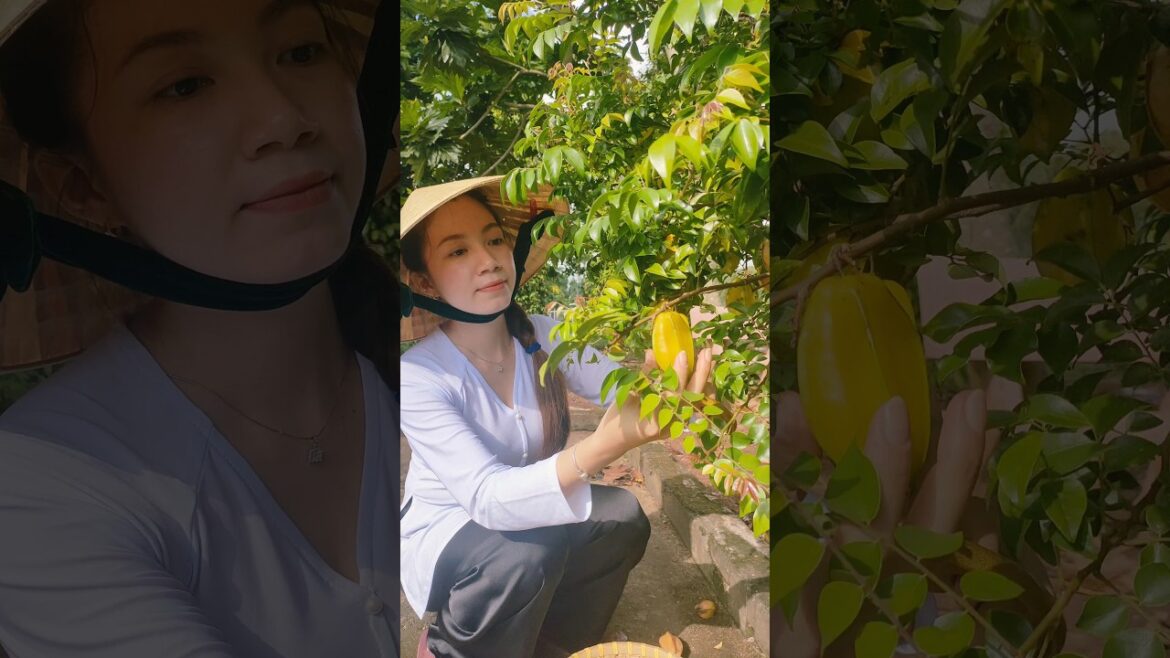 Farming & gardening life: Starfruit organic village life #starfruit #farming #gardening #farmlife