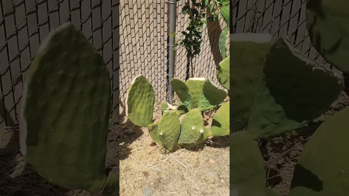 August 12, 2024 Cactus, Prickly pears Be Careful or Don’t TOUCH August 12, 2024 Cactus, Prickly pears Be Careful or Don't TOUCH