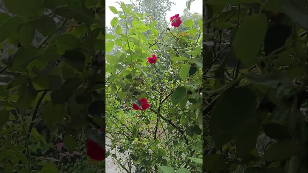 Gardening |rose| #gardening #trending #flowers #nature #shortfeed #shorts #short #garden #plants
