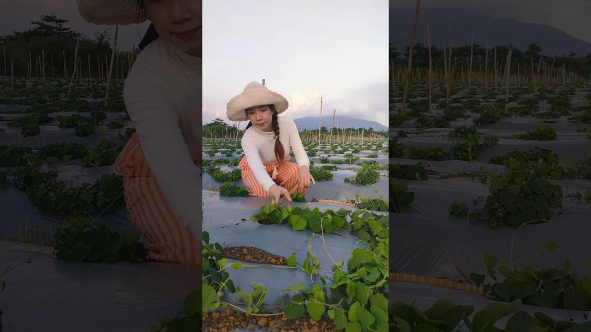 Gardening for energy: Simple living, Nature Healing #farmlife #farming #gardening #simpleliving Gardening for energy: Simple living, Nature Healing #farmlife #farming #gardening #simpleliving