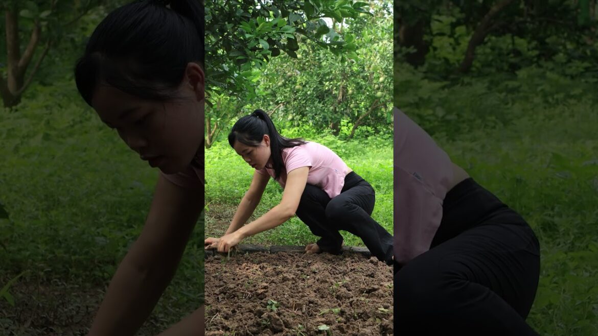 Relaxing Gardening - Making a Ginger Bed #gardening #vegetablegardening #rurallife