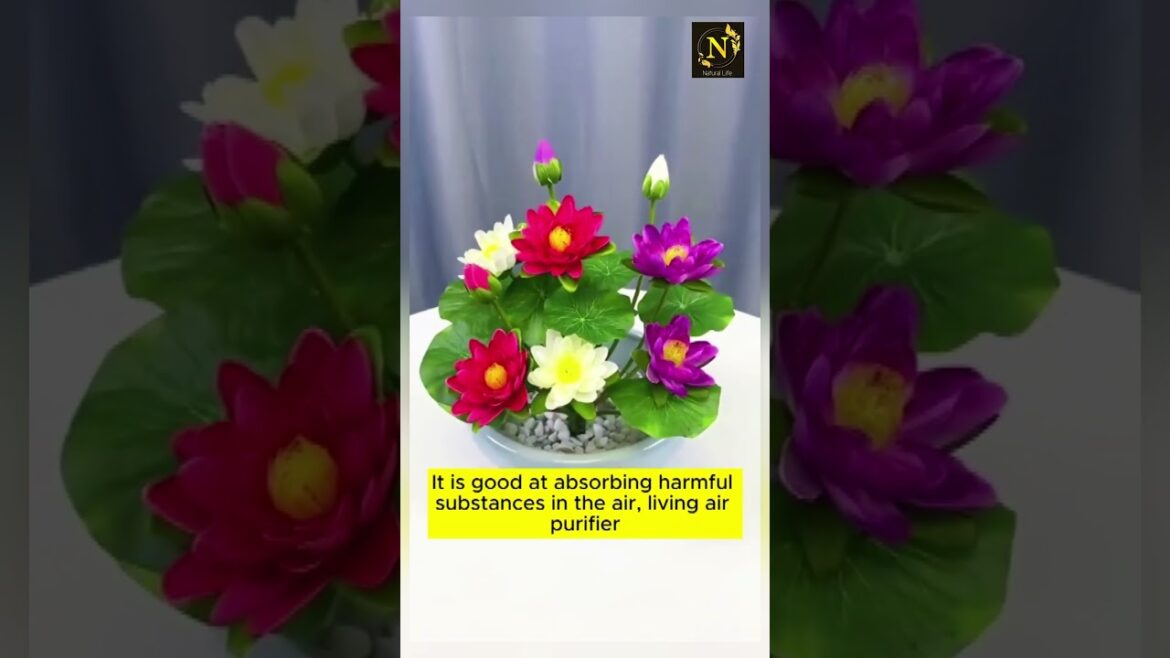 Good tips for growing lotus in pots #gardening #garden #gardeningtips #gardenlife #gardeninspiration Good tips for growing lotus in pots #gardening #garden #gardeningtips #gardenlife #gardeninspiration